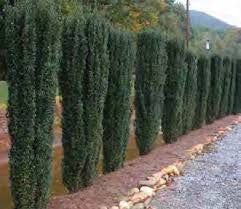 Sky Pencil Holly – Columnar Evergreen Shrub | Ilex crenata
