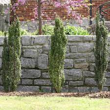 Sky Pencil Holly – Columnar Evergreen Shrub | Ilex crenata