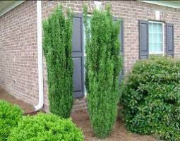 Sky Pencil Holly – Columnar Evergreen Shrub | Ilex crenata