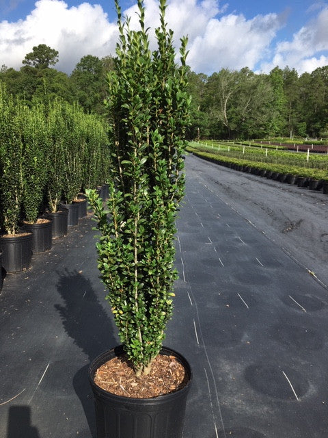 Sky Pencil Holly – Columnar Evergreen Shrub | Ilex crenata