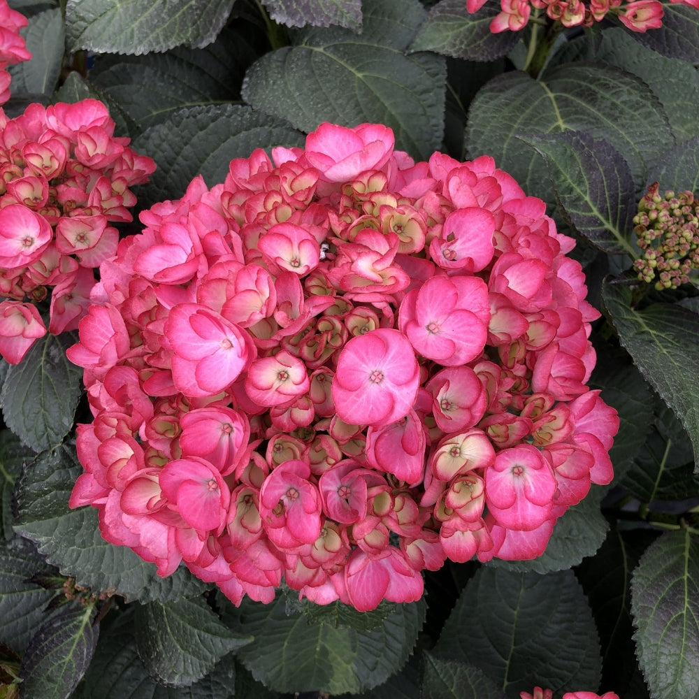 Soul Mate™ Reblooming Hydrangea, Zone 5-9