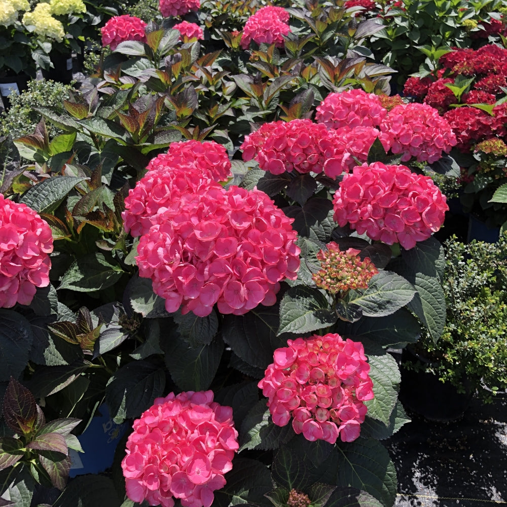 Soul Mate™ Reblooming Hydrangea, Zone 5-9