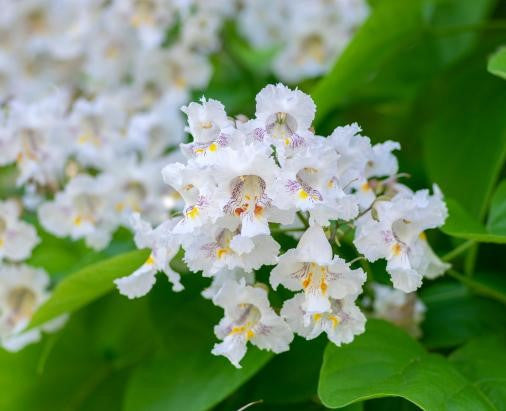 Catalpa Tree 'Super Seedling'  |Cigar Tree