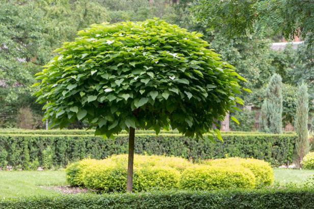 Catalpa Tree 'Super Seedling'  |Cigar Tree