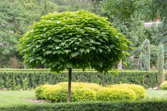 Catalpa Tree 'Super Seedling'  |Cigar Tree