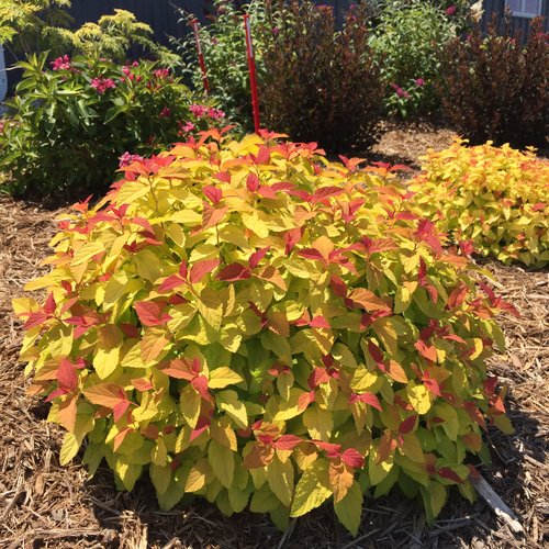 Double Play® Candy Corn® Spirea | Spiraea japonica 'NCSX1'
