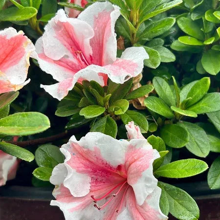 Autumn Starburst® Encore® Azalea