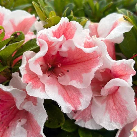 Autumn Starburst® Encore® Azalea