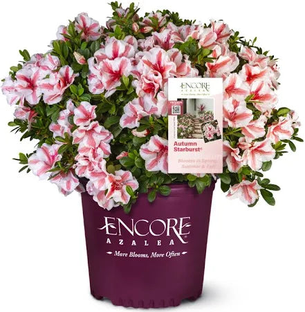 Autumn Starburst® Encore® Azalea