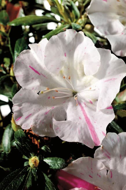 Encore® Azalea Series