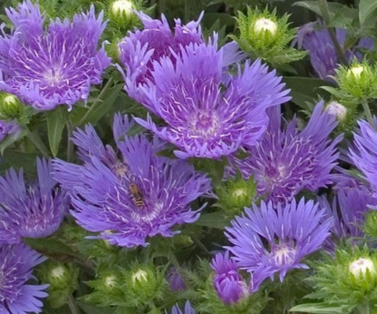 Peachie’s Pick Stokes’ Aster | Stokesia hybrid