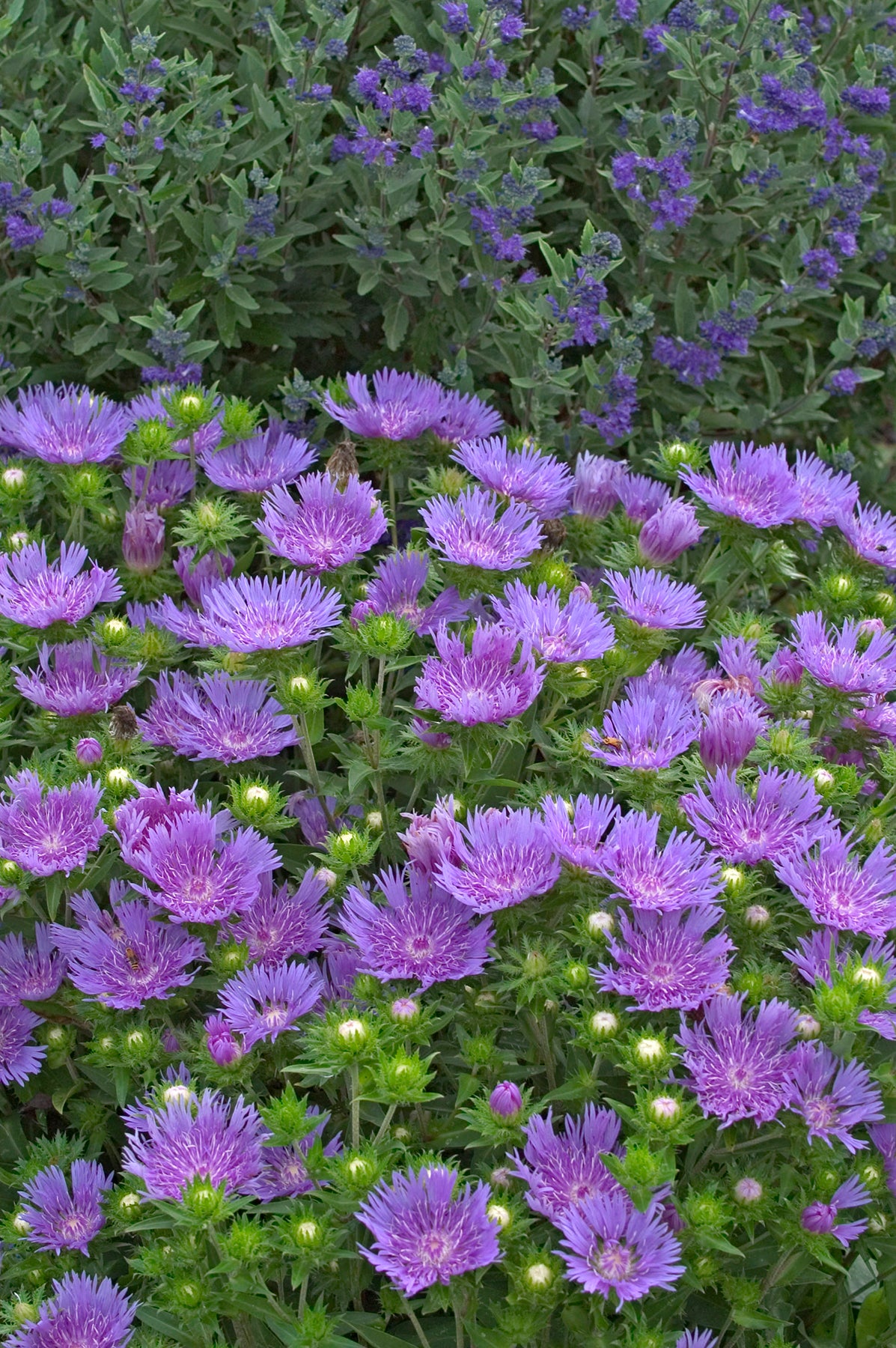 Peachie’s Pick Stokes’ Aster | Stokesia hybrid