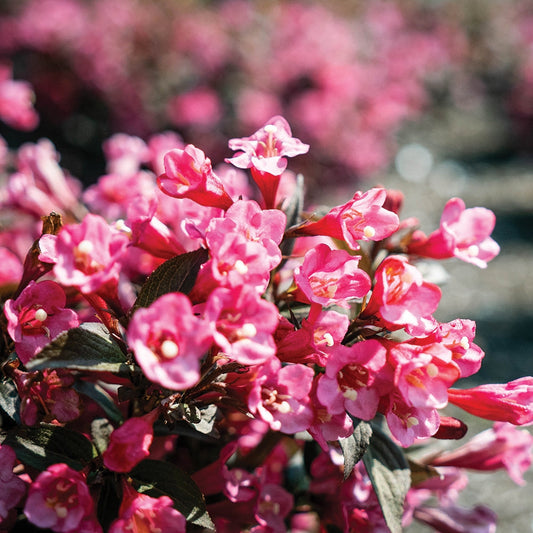 Stunner® Weigela — Bloomin' Easy® | Weigela x 'Spring 2'