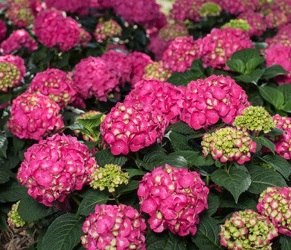 Endless Summer® Summer Crush® | Reblooming Compact Hydrangea