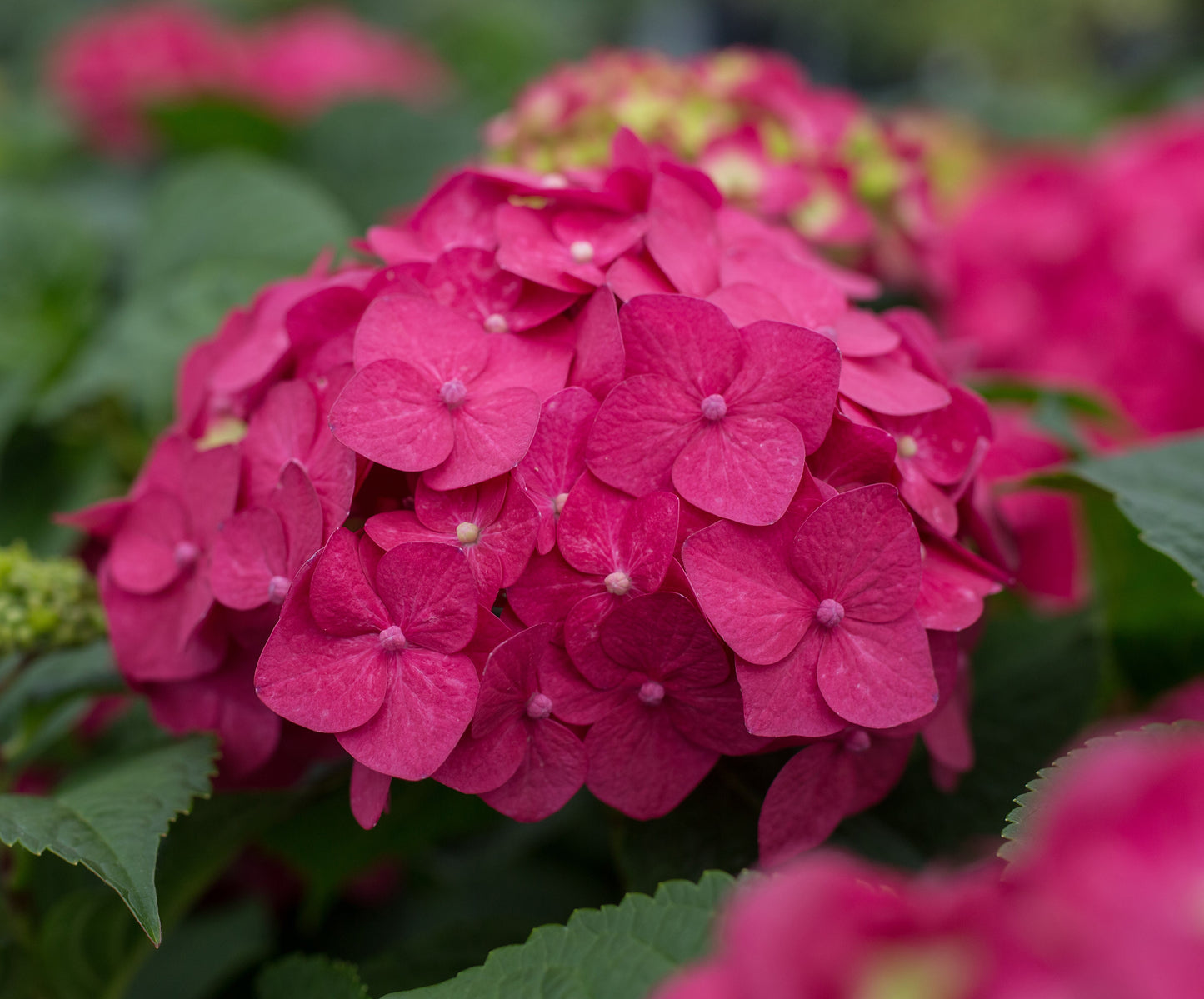 Endless Summer® Summer Crush® | Reblooming Compact Hydrangea