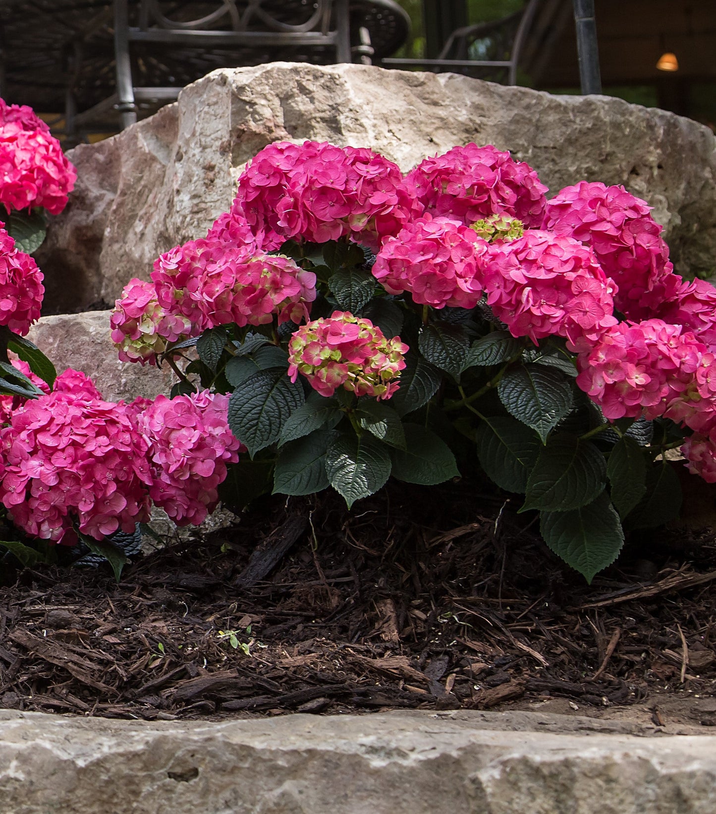 Endless Summer® Summer Crush® | Reblooming Compact Hydrangea