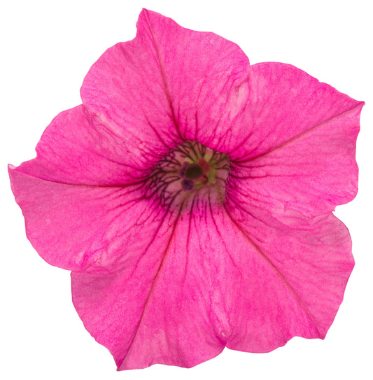 Supertunia Mini Vista® Hot Pink