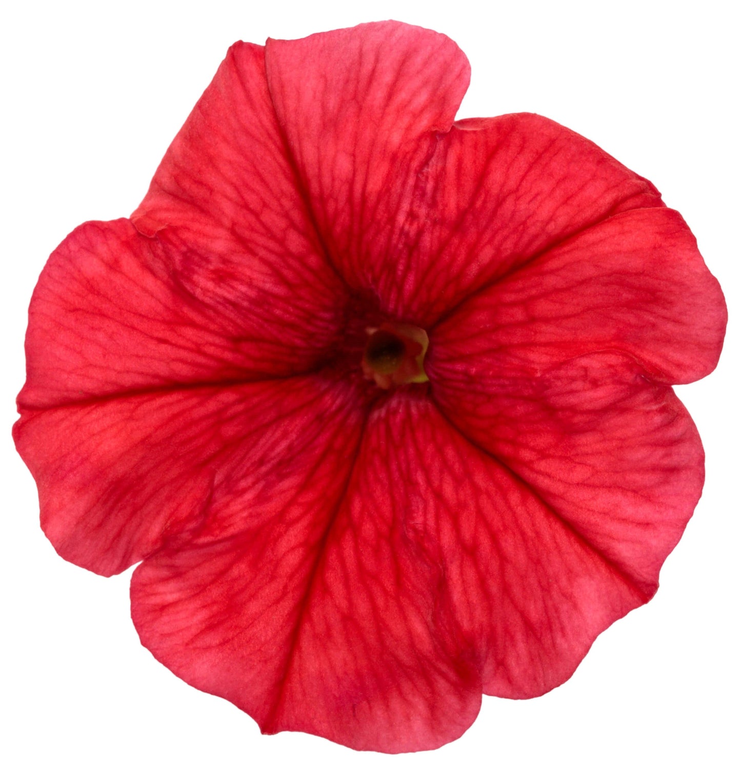 Supertunia Mini Vista® Scarlet Petunia
