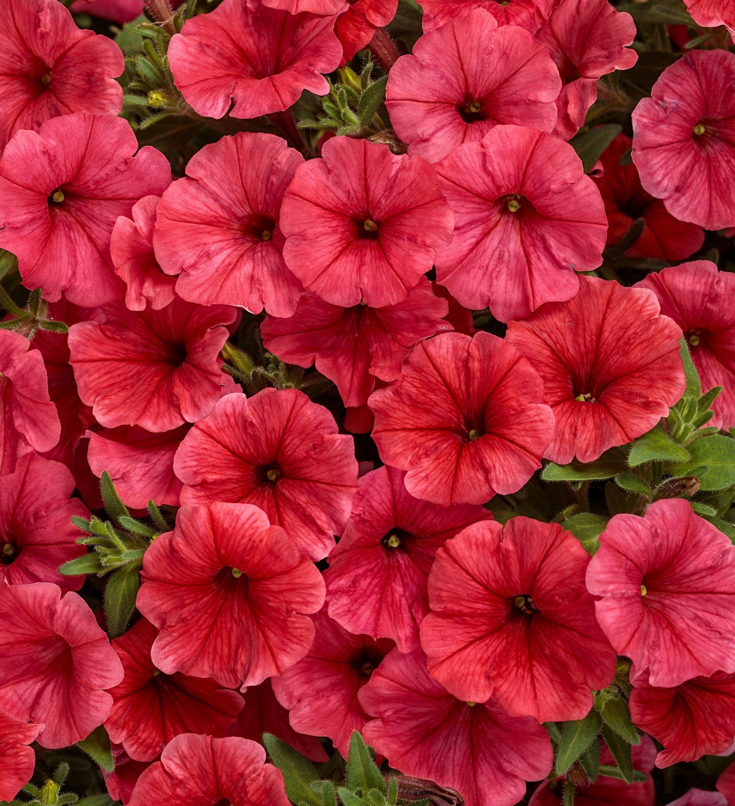 Supertunia Mini Vista® Scarlet Petunia