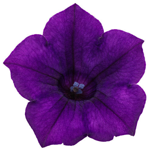 Supertunia Mini Vista® Ultramarine Royal Velvet Petunia