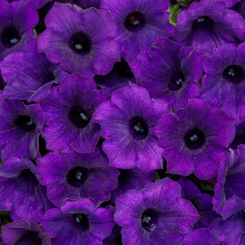 Supertunia Mini Vista® Ultramarine Royal Velvet Petunia