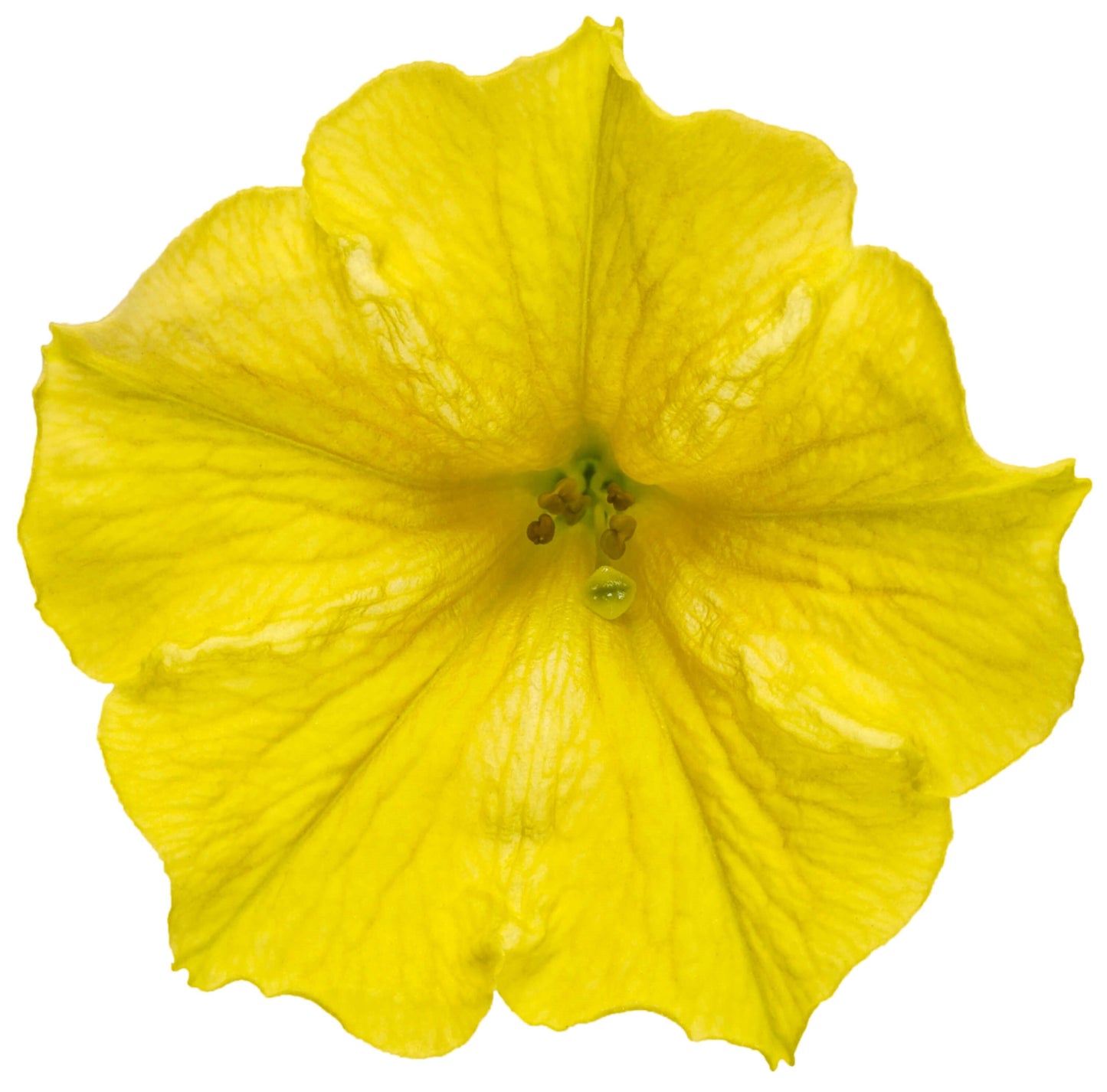 Supertunia Mini Vista® Yellow Petunia