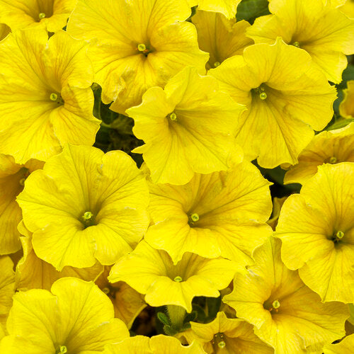 Supertunia Mini Vista® Yellow Petunia