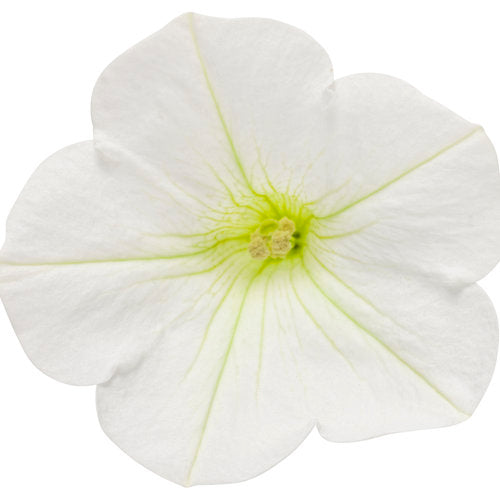 Supertunia Mini Vista® White Petunia hybrid