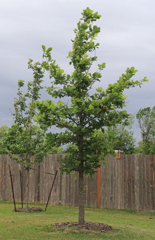 Swamp Chestnut Oak | Quercus michauxii