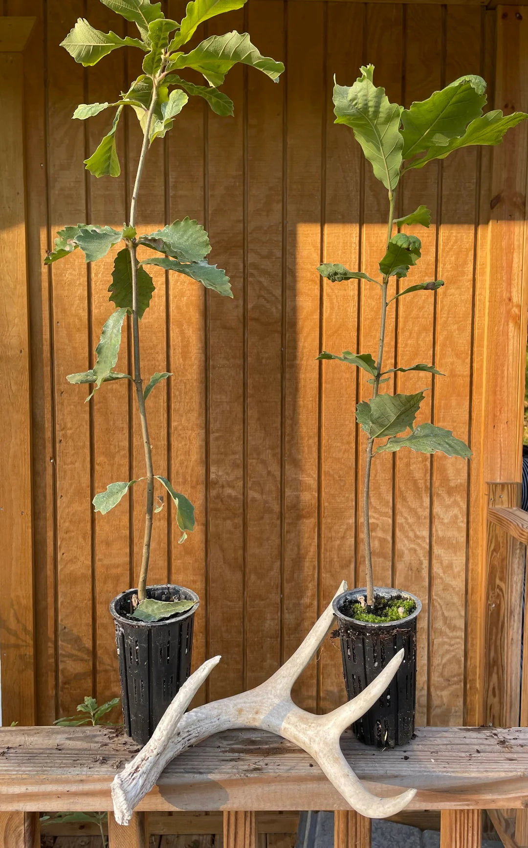 Swamp Chestnut Oak | Quercus michauxii