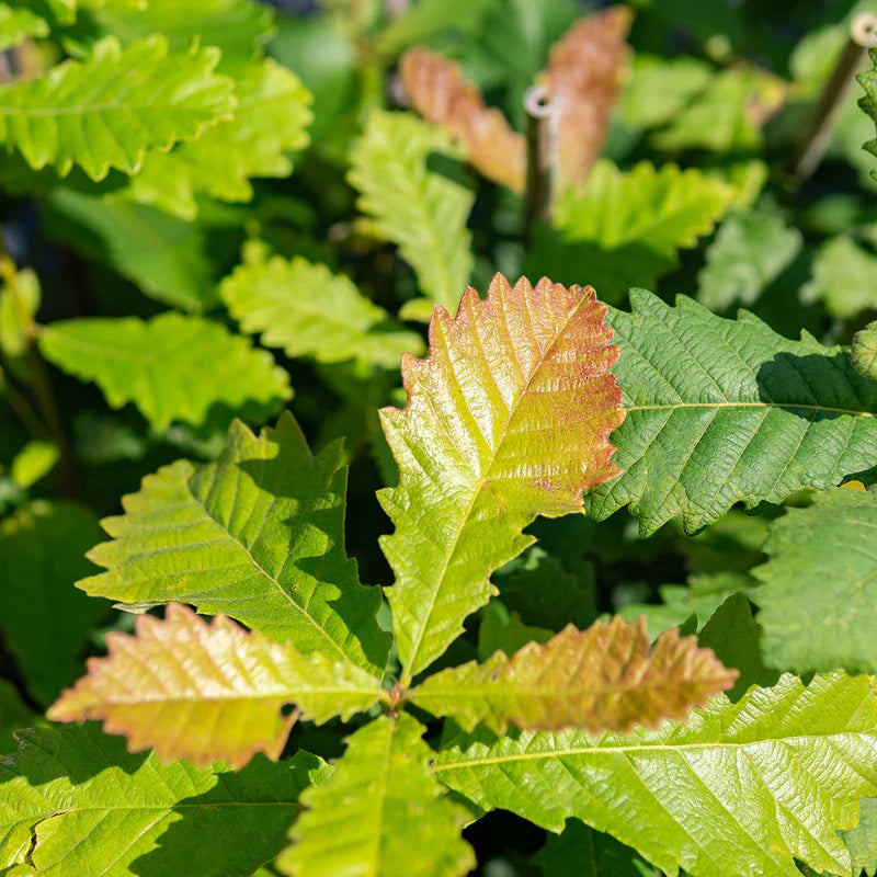 Swamp Chestnut Oak | Quercus michauxii