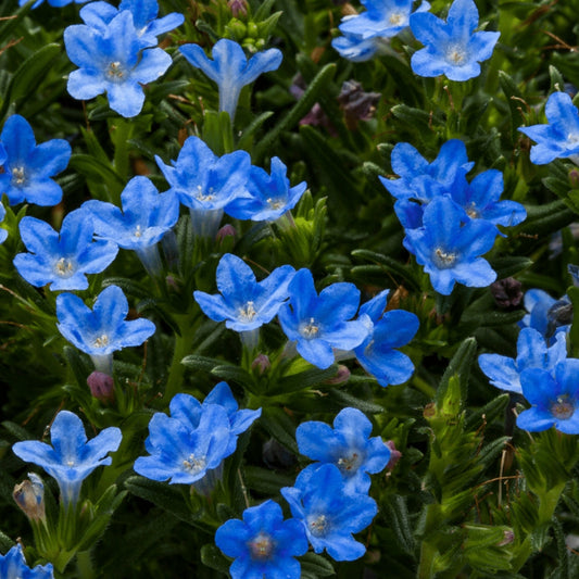 Tidepool™ 'Sky Blue' Lithodora - Premium Quart - Free Shipping