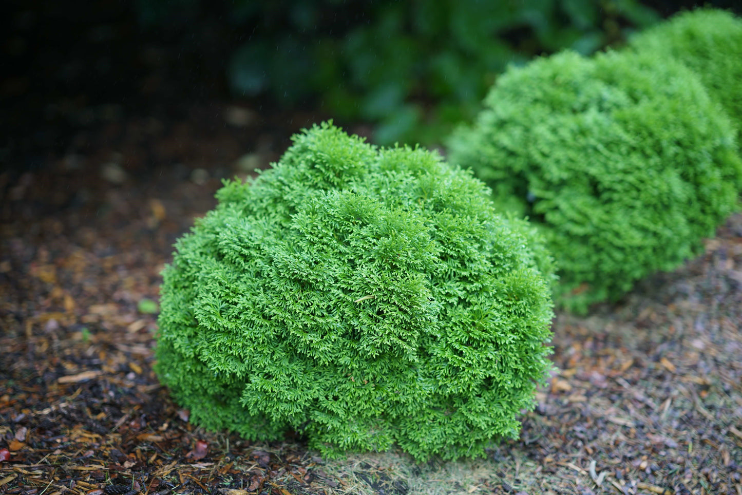 Tater Tot® Thuja occidentalis