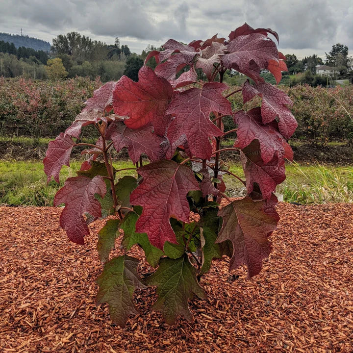 Toy Soldier™ Oakleaf Hydrangea