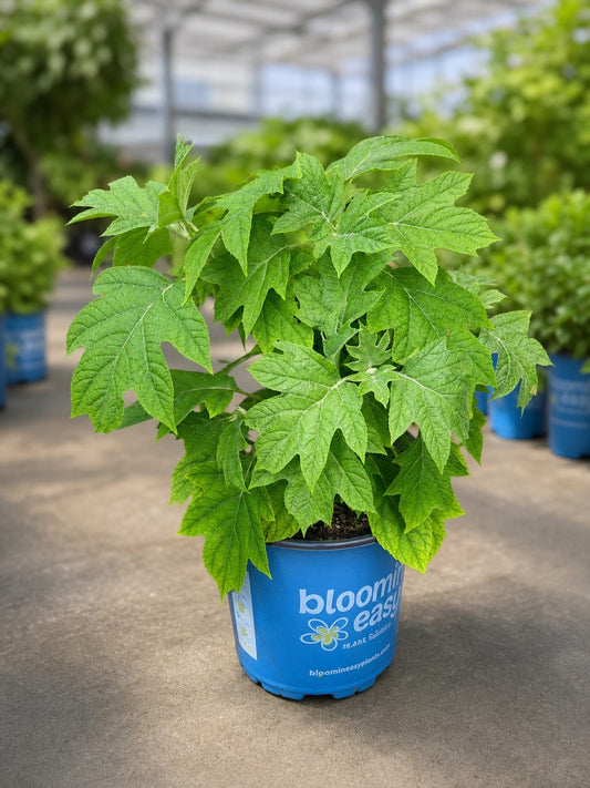 Toy Soldier™ Oakleaf Hydrangea