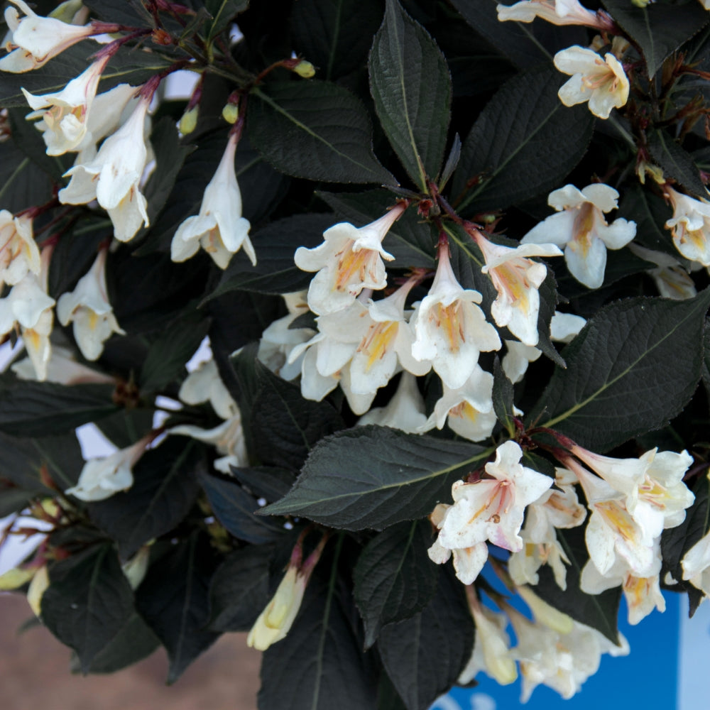 Tuxedo™ Weigela