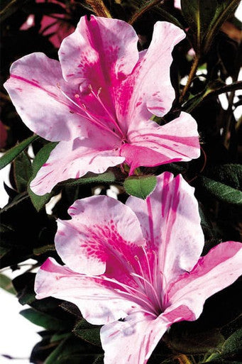 Autumn Twist® Encore Azalea
