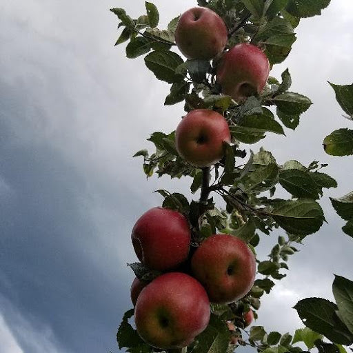 Freedom Apple Tree | Malus domestica 'Freedom'