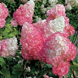 First Editions® Vanilla Strawberry™ Hydrangea paniculata