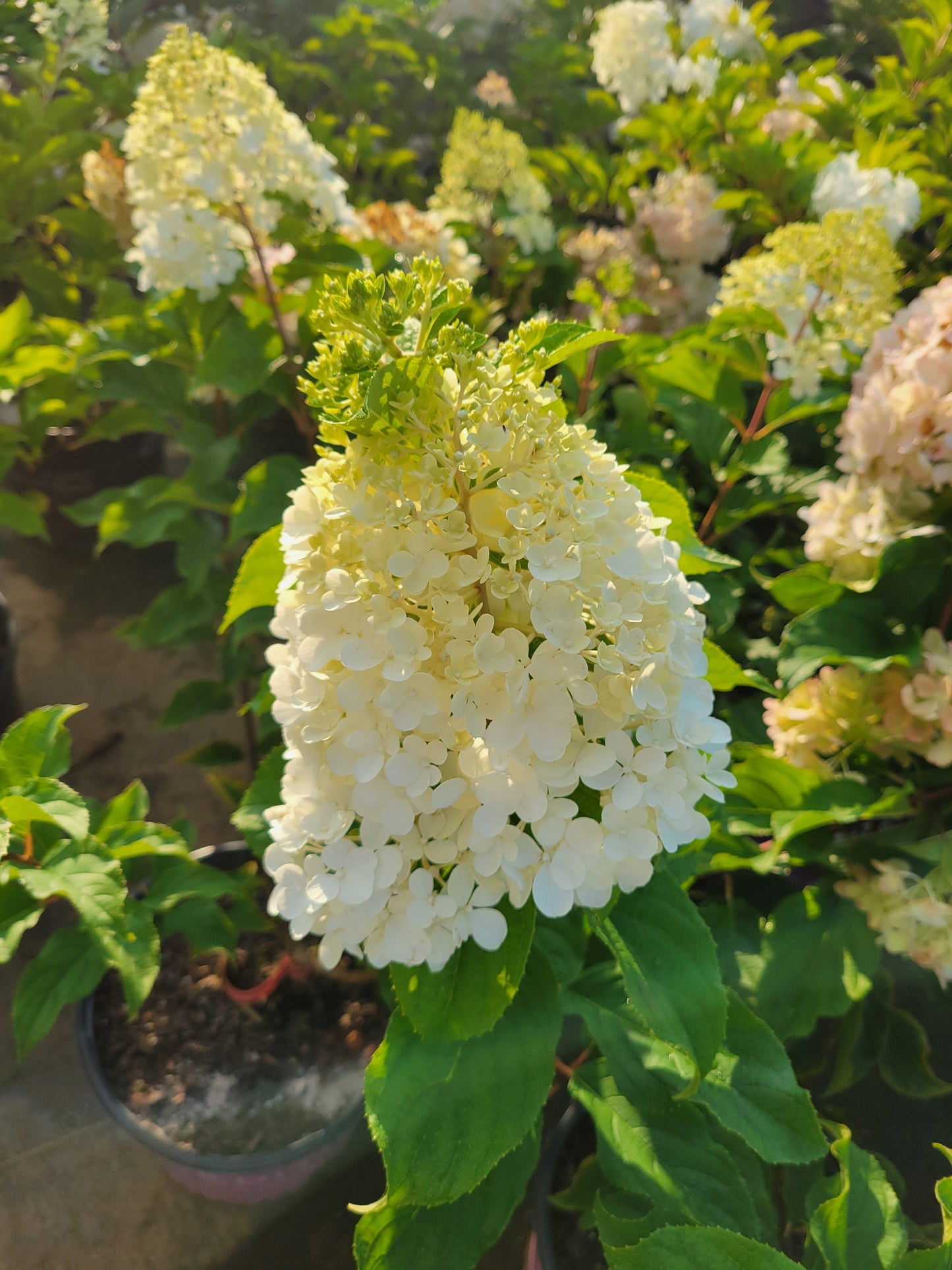 First Editions® Vanilla Strawberry™ Hydrangea paniculata