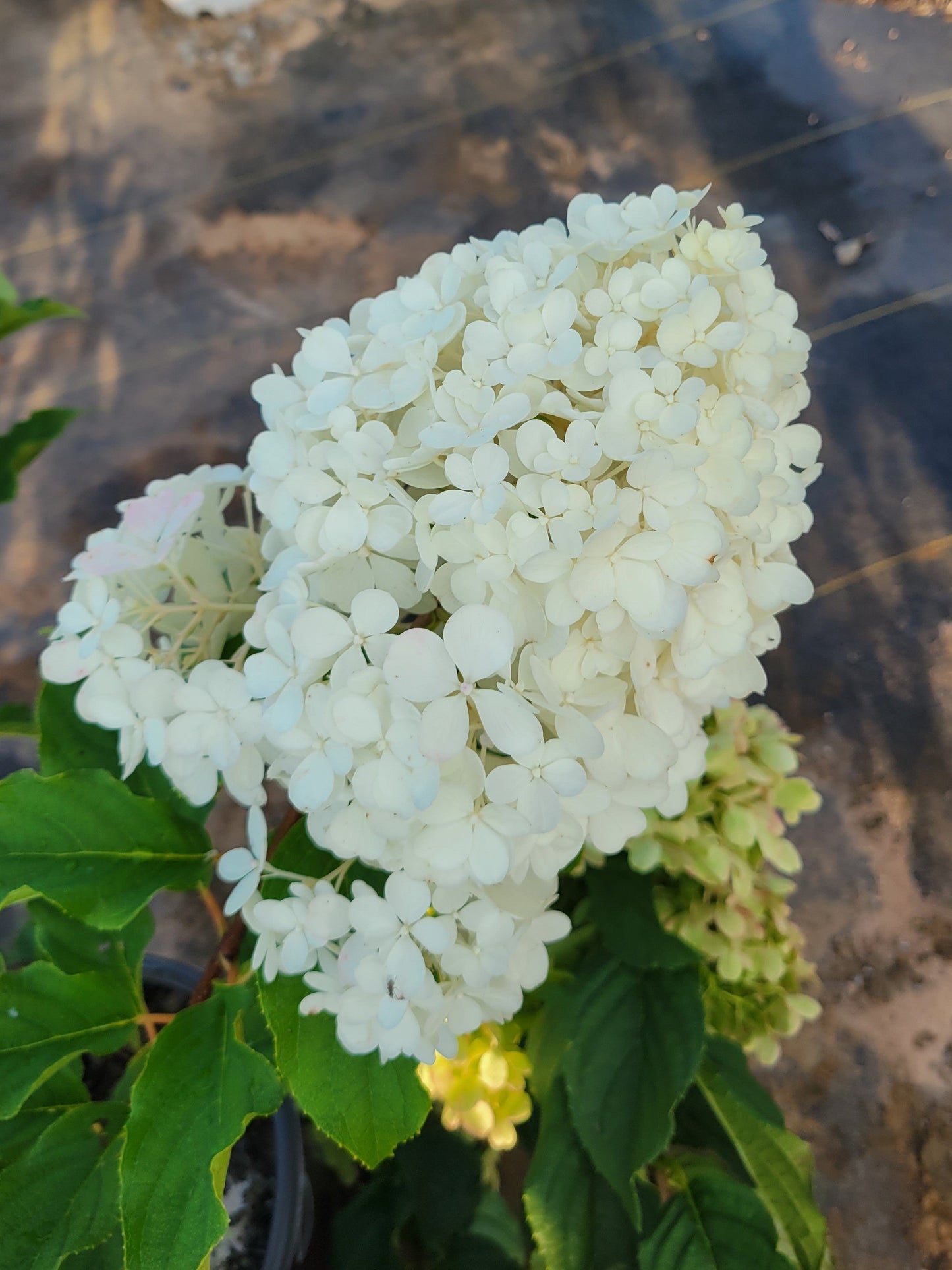 First Editions® Vanilla Strawberry™ Hydrangea paniculata