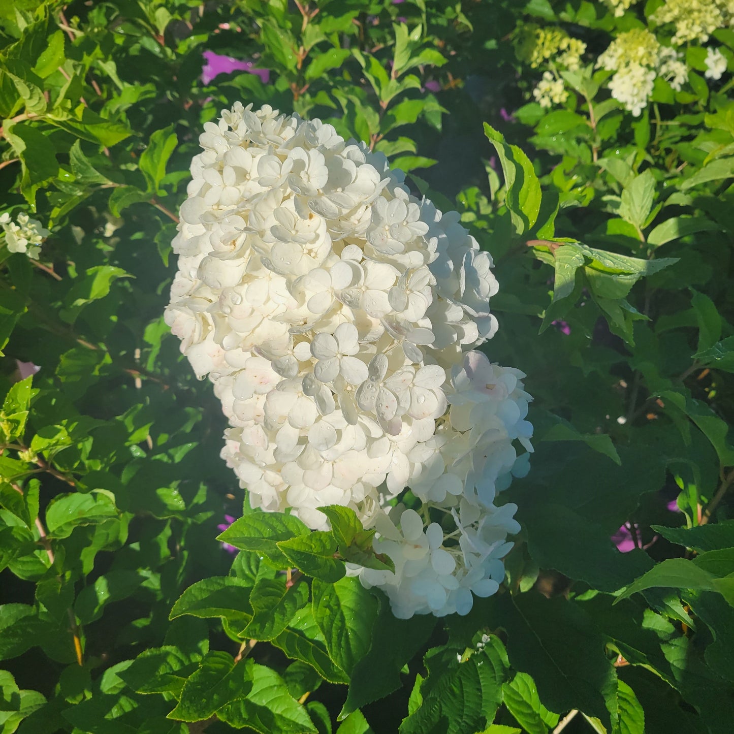 First Editions® Vanilla Strawberry™ Hydrangea paniculata