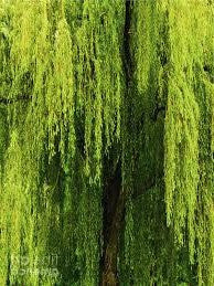 Weeping Willow Tree | Salix babylonica