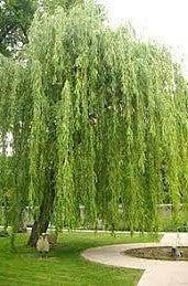 Weeping Willow Tree | Salix babylonica