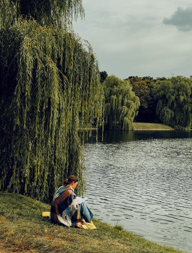 Weeping Willow Tree | Salix babylonica