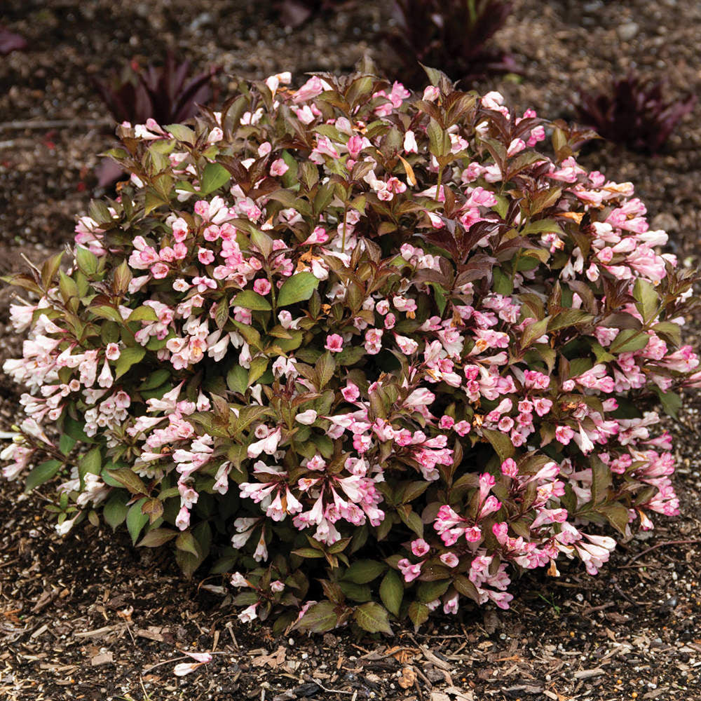Afterglow™ Weigela