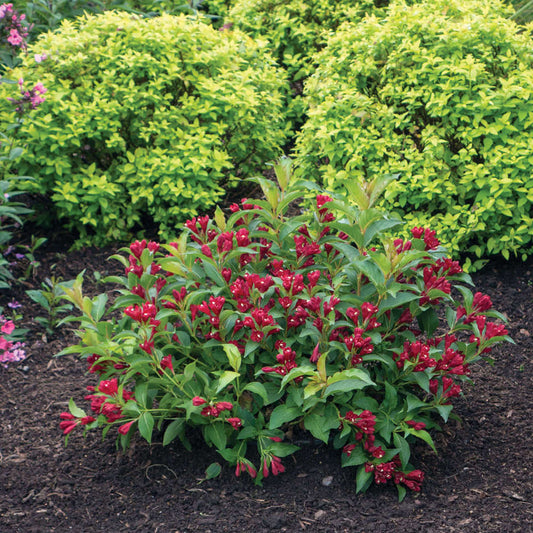 Maroon Swoon® Weigela