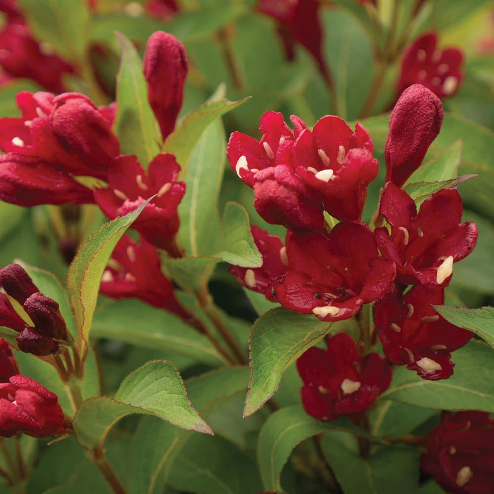 Maroon Swoon® Weigela