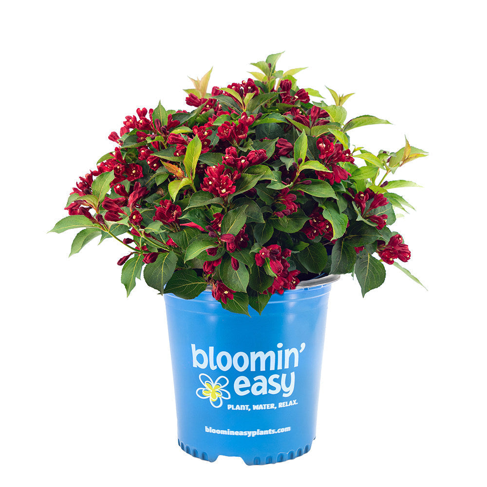 Maroon Swoon® Weigela
