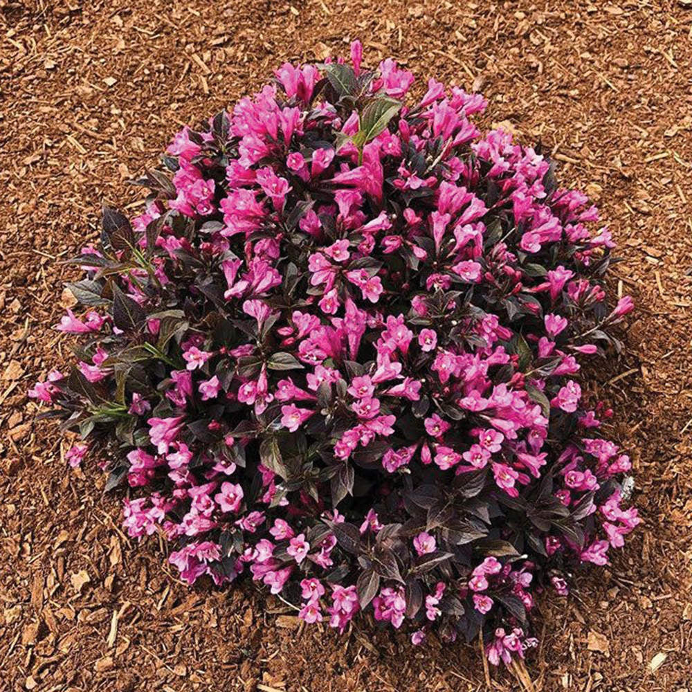 Stunner® Weigela — Bloomin' Easy® | Weigela x 'Spring 2'